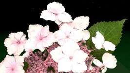 hydrangea 1.jpg
