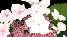hydrangea 2.jpg