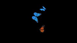butterfly set.jpg