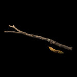 Stick_01.jpg