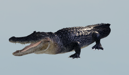 JZhVYcL3bn.png