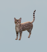 jVhz6Ccz6W.png