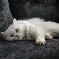 Kittycat