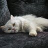 Kittycat