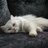 Kittycat