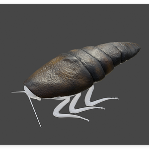 Aptera Fusca