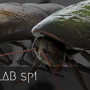 13-Insecta-Lab-SP1-1