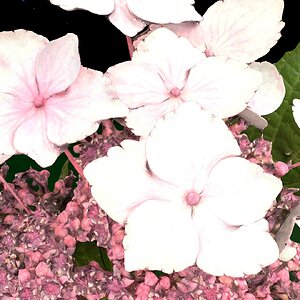 hydrangea 2