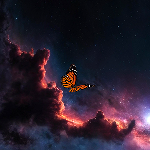 Butterfly Heaven