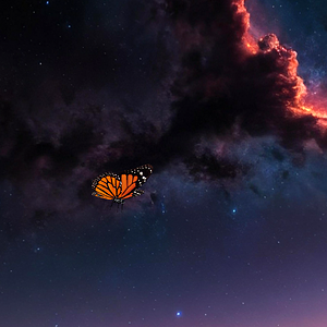 Butterfly Heaven 2