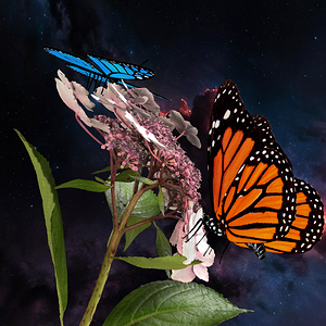 Butterfly Heaven 4